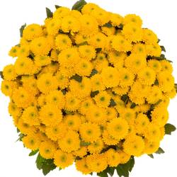 Santini gelb Aurinko 1300 Gramm 55cm
