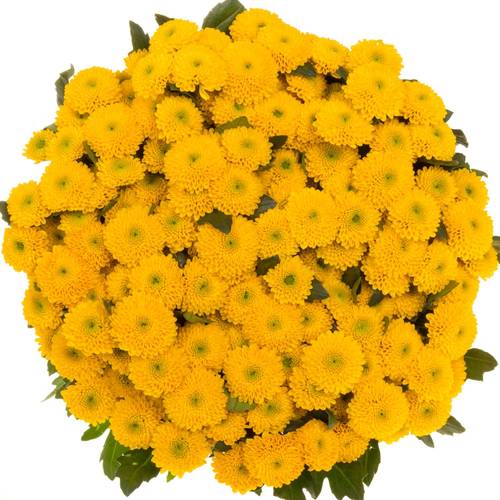 Santini gelb Aurinko 1300 Gramm 55cm