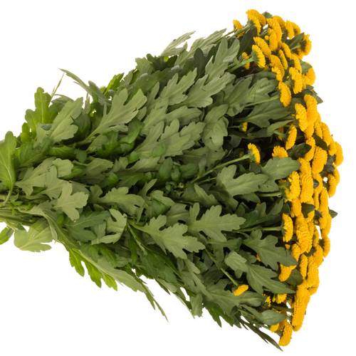 Santini gelb Aurinko 1300 Gramm 55cm