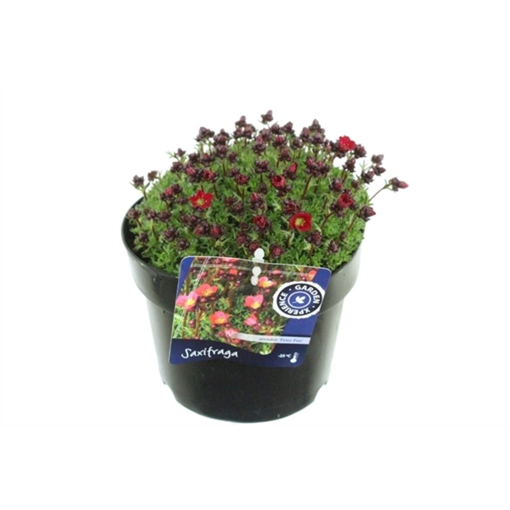 Saxifraga Peter T17 H30