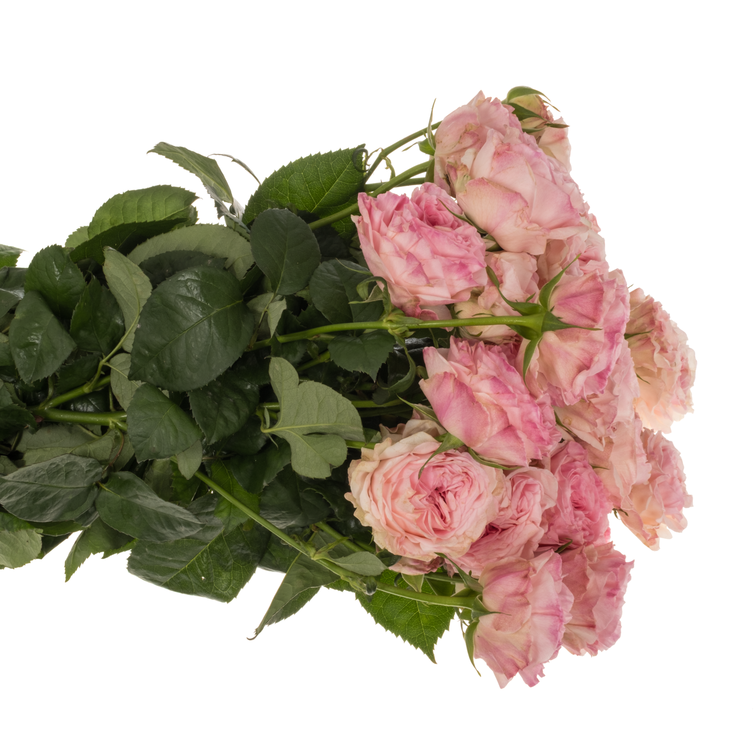 Rose verzweigt rosa Gossip Girl 3+Blüte 70cm