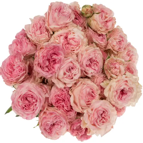 Rose verzweigt rosa Gossip Girl 3+Blüte 70cm