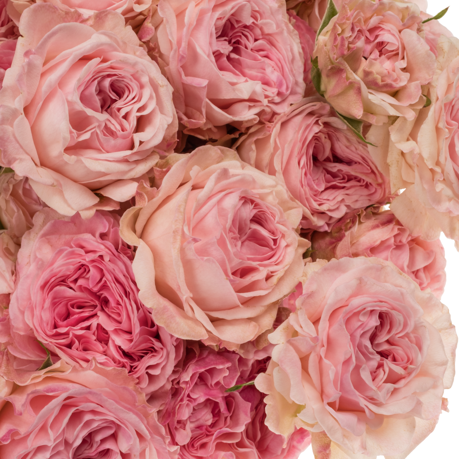 Rose verzweigt rosa Gossip Girl 3+Blüte 70cm
