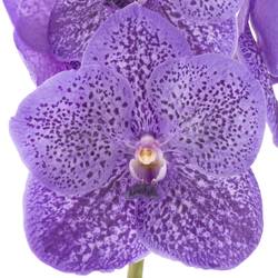 Vanda milka Lavendel Spring 16 Blüten 3 Stiele