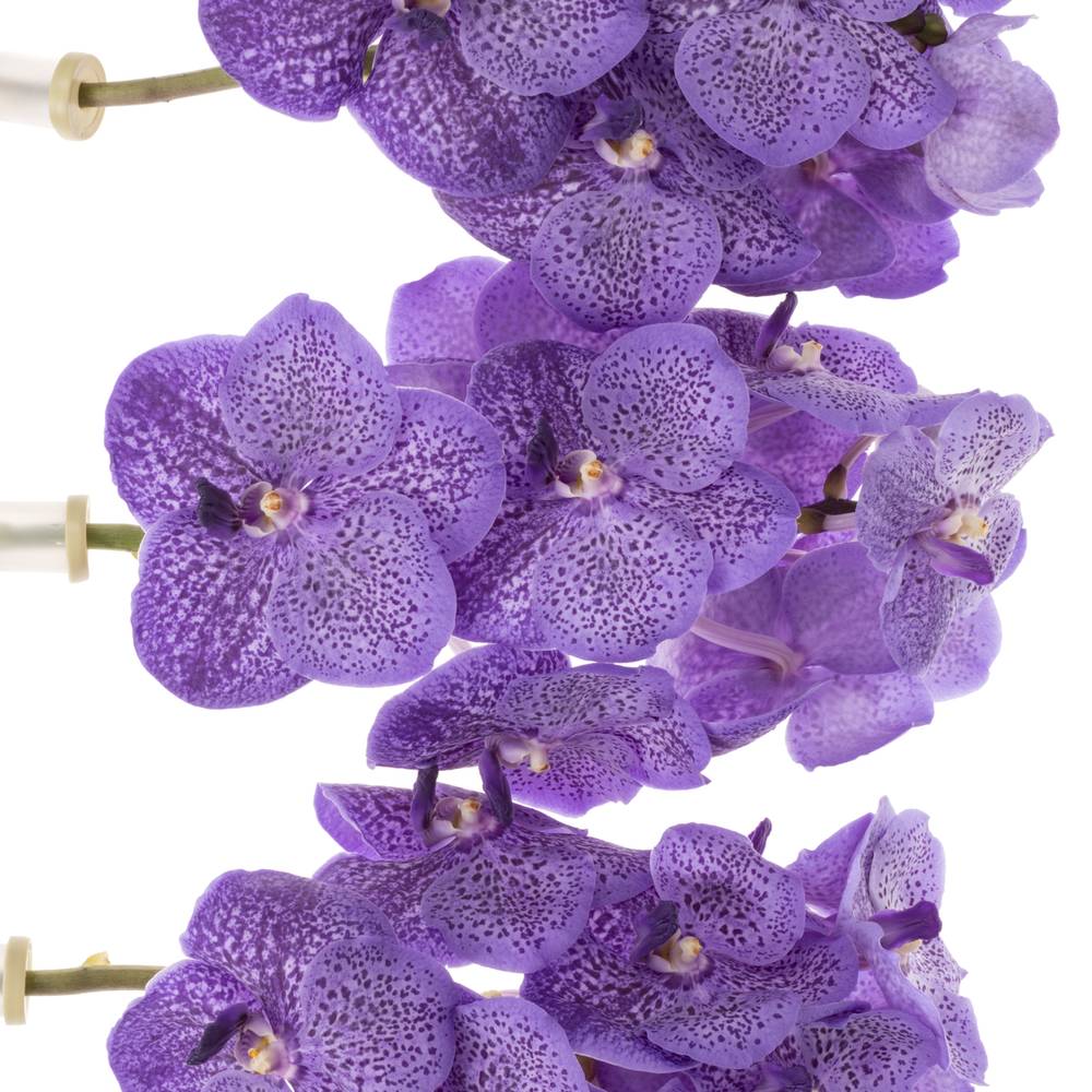 Vanda milka Lavendel Spring 16 Blüten 3 Stiele