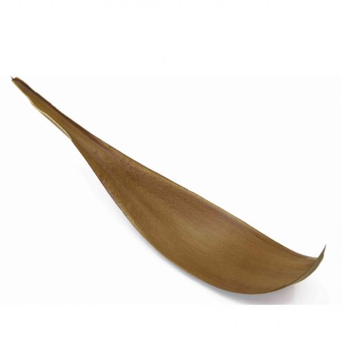 Trocken Kokos Blatt natur 60-80cm