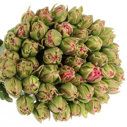 Tulpe Freiland pink doppel Justina 28 Gramm