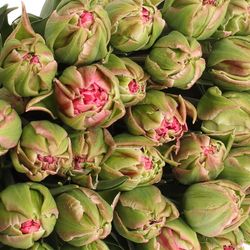 Tulpe Freiland pink doppel Justina 28 Gramm