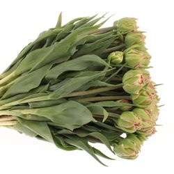 Tulpe Freiland pink doppel Justina 28 Gramm