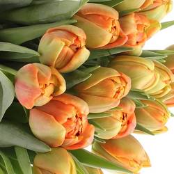 Tulpe orange doppel Icoon 50 Gramm