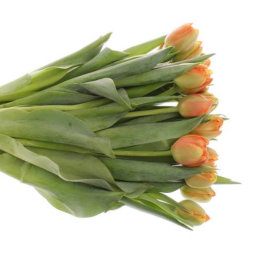 Tulpe orange doppel Icoon 50 Gramm