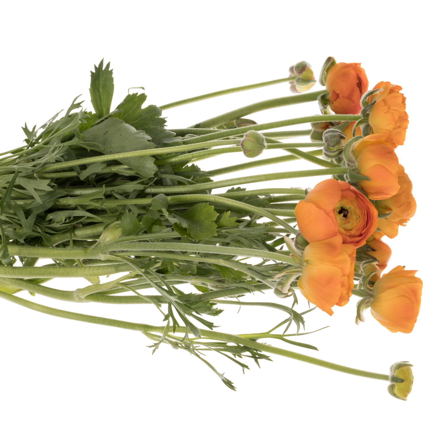 Ranunkel orange Aazur Orange 50 Gramm 40 cm