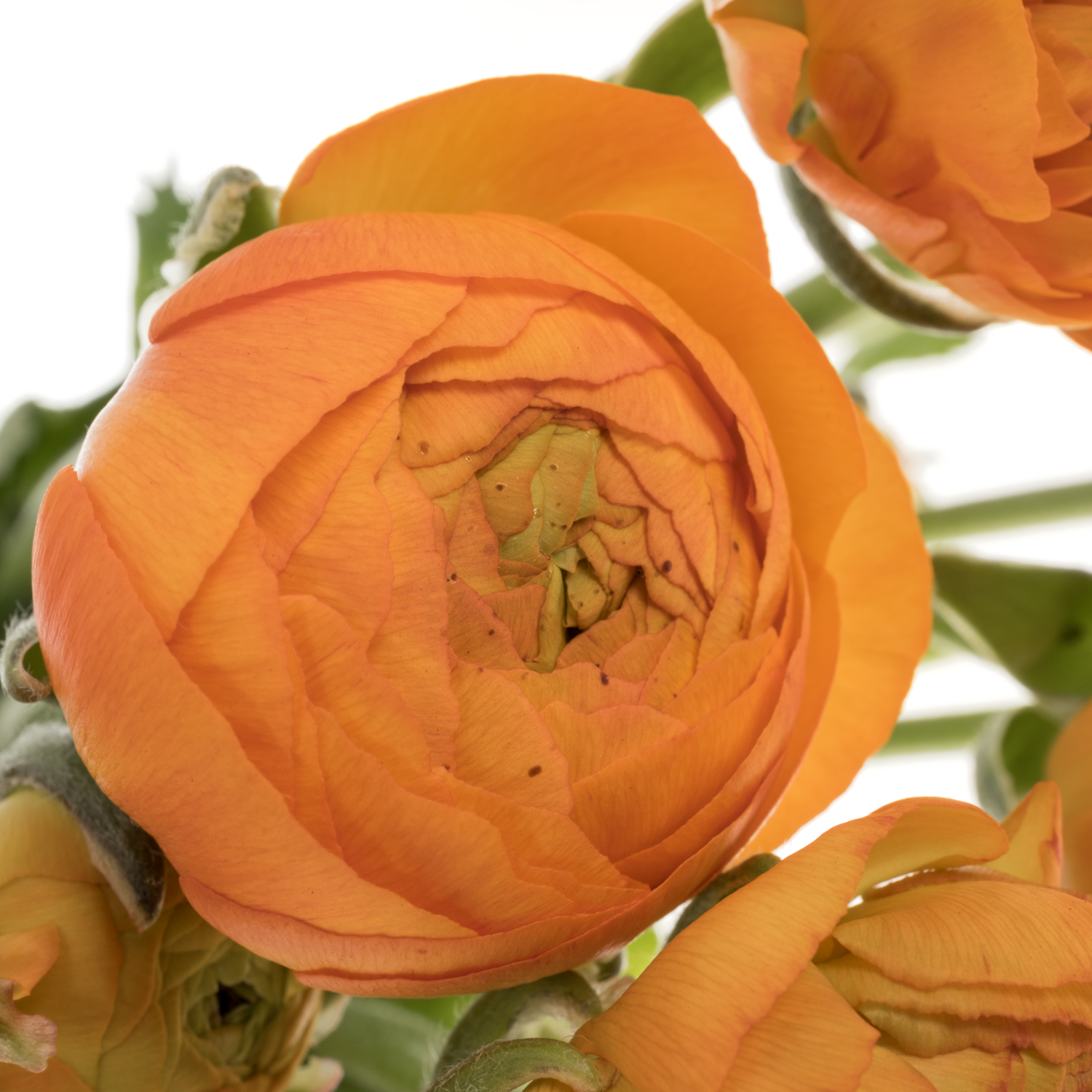 Ranunkel orange Aazur Orange 50 Gramm 40 cm