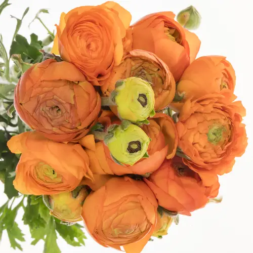 Ranunkel orange Aazur Orange 50 Gramm 40 cm