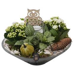 Kal.Arr PTHG8267 Herbst T26 H019