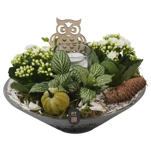 Kal.Arr PTHG8267 Herbst T26 H019