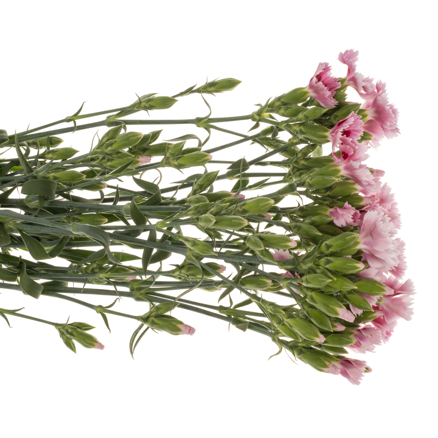 Mininelke rosa Fiorino Acuarela 60cm