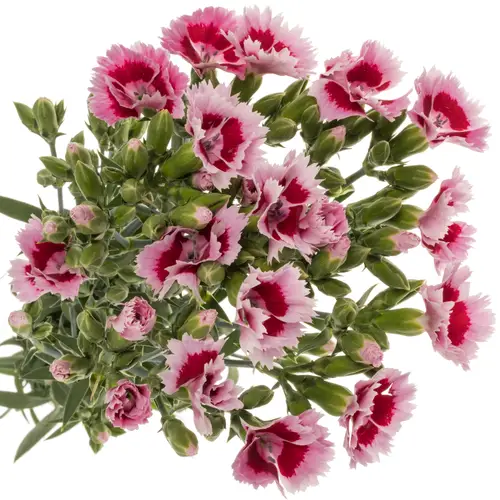 Mininelke rosa Fiorino Acuarela 60cm