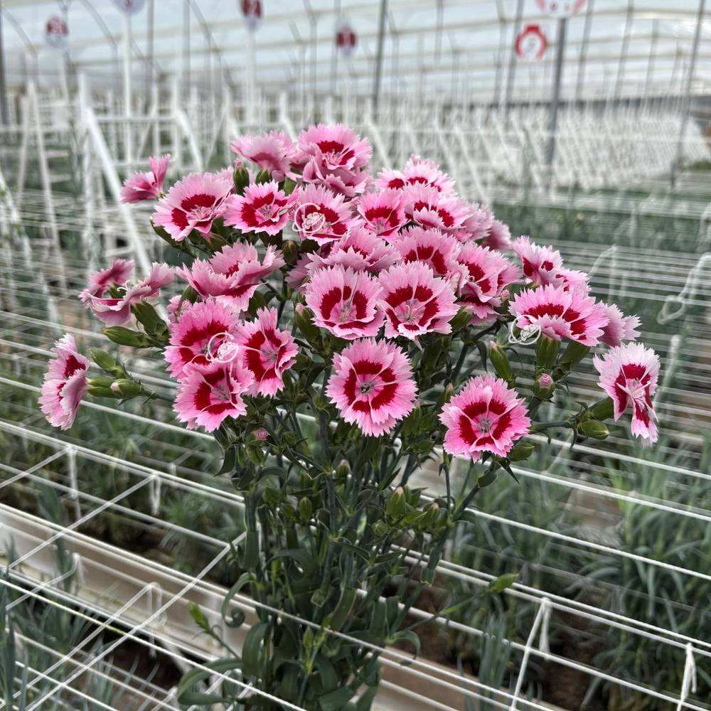 Mininelke rosa Fiorino Acuarela 60cm