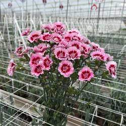 Mininelke rosa Fiorino Acuarela 60cm