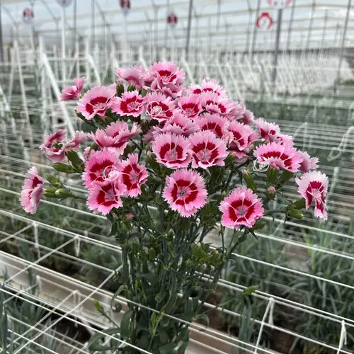 Mininelke rosa Fiorino Acuarela 60cm