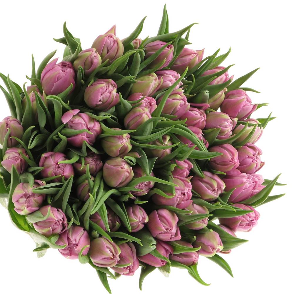 Tulpe rosa Double Price 30 Gramm