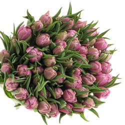 Tulpe rosa Double Price 30 Gramm
