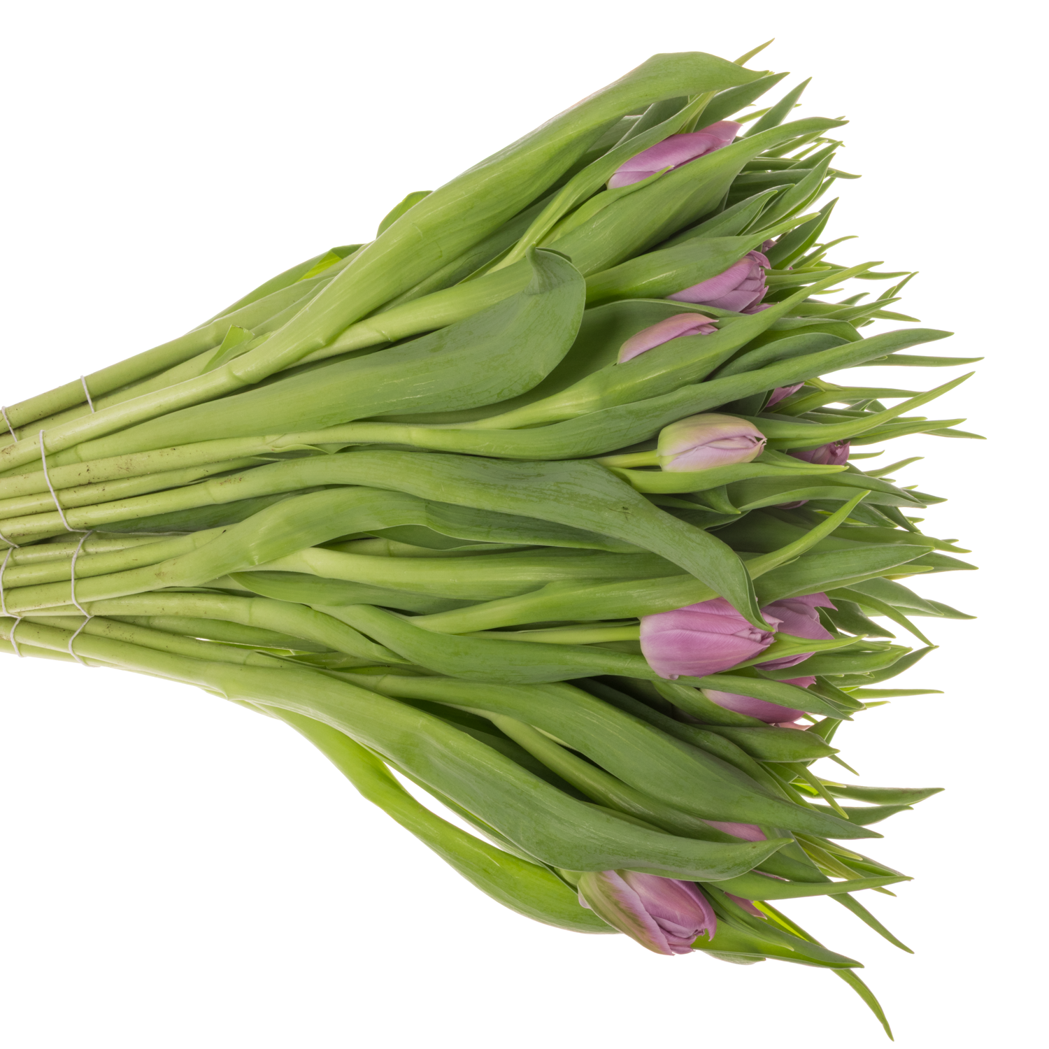 Tulpe rosa Double Price 30 Gramm