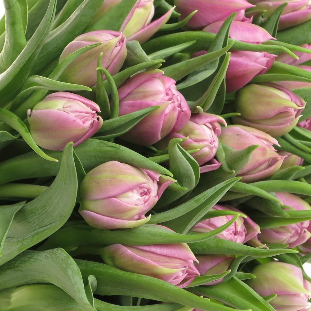 Tulpe rosa Double Price 30 Gramm