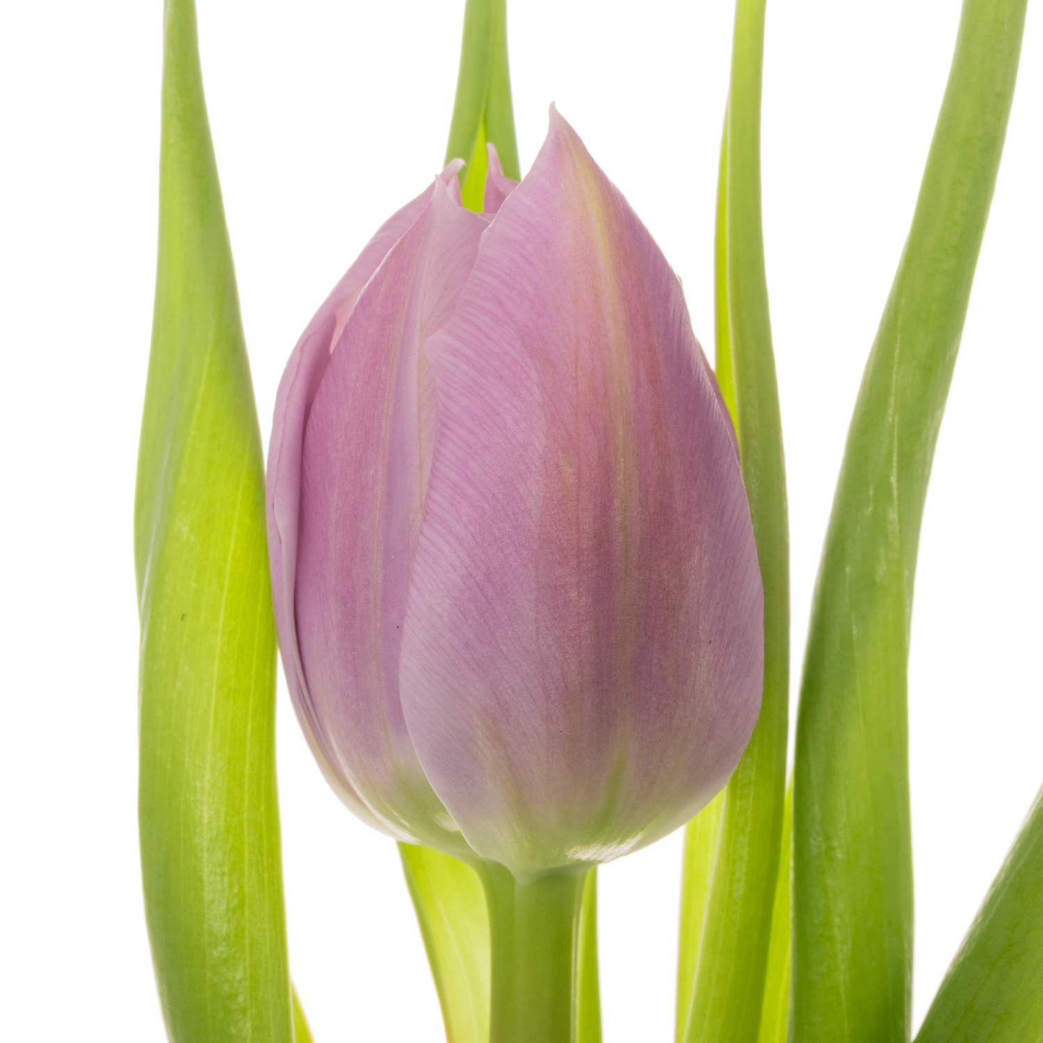 Tulpe rosa Double Price 30 Gramm