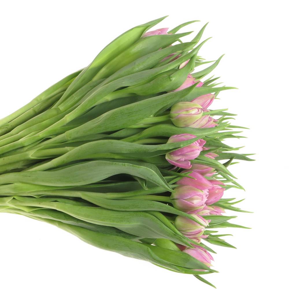 Tulpe rosa Double Price 30 Gramm