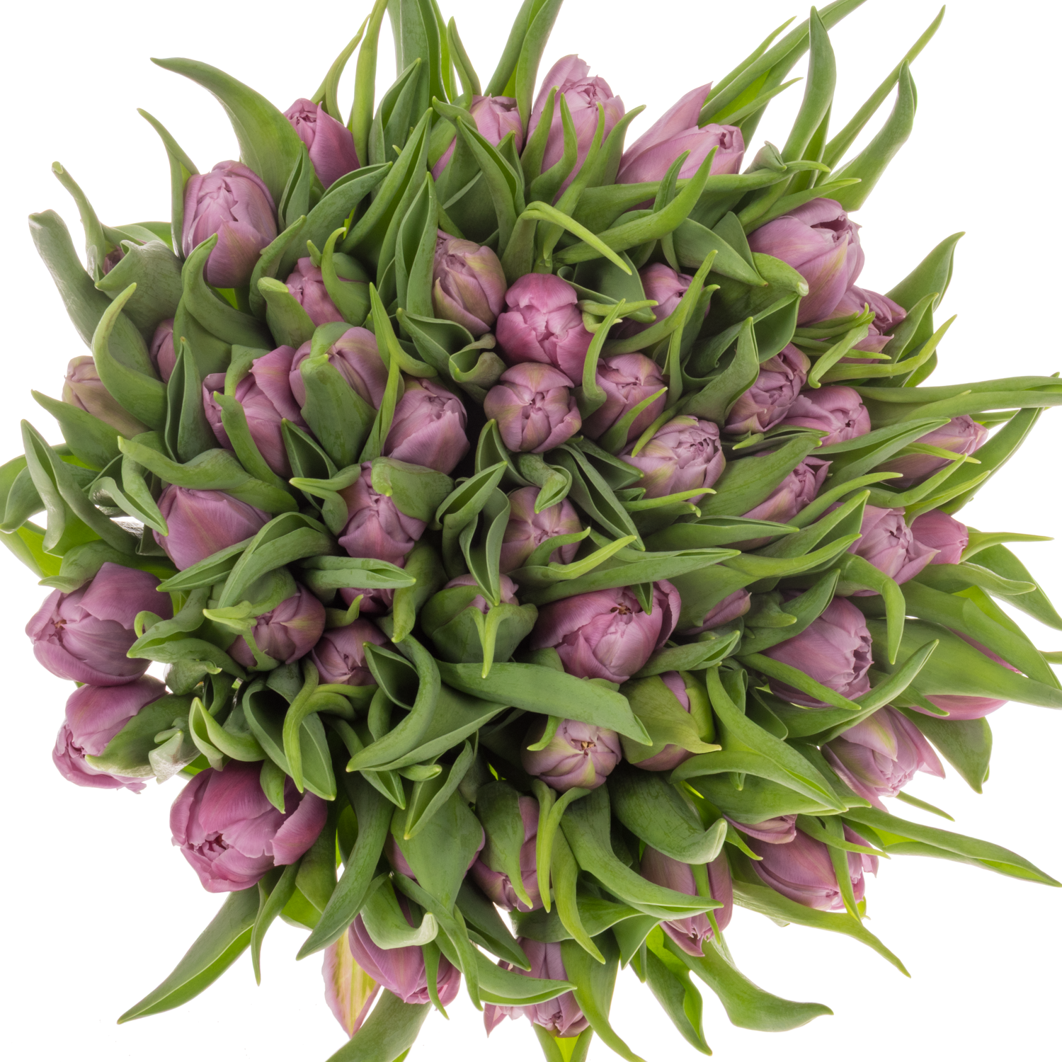 Tulpe rosa Double Price 30 Gramm