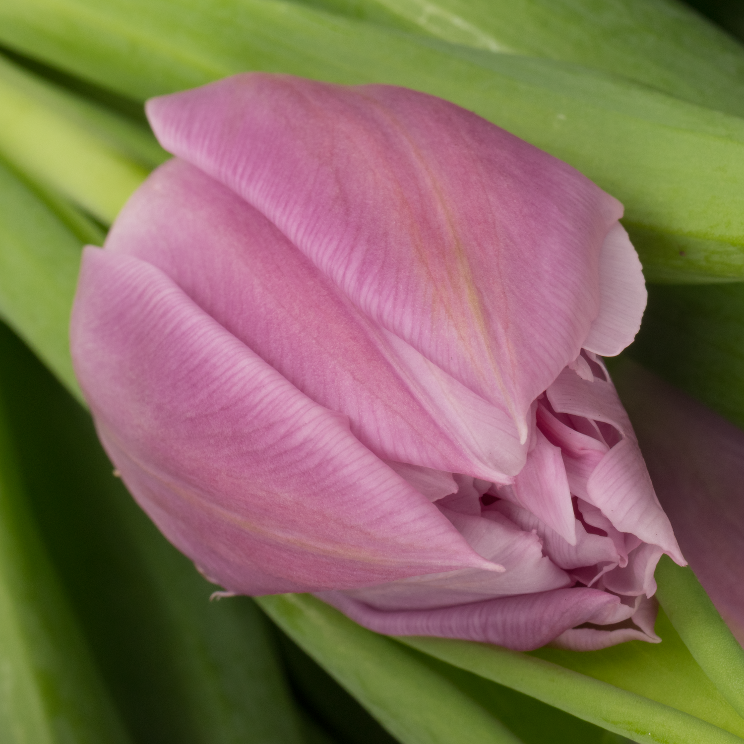 Tulpe rosa Double Price 30 Gramm