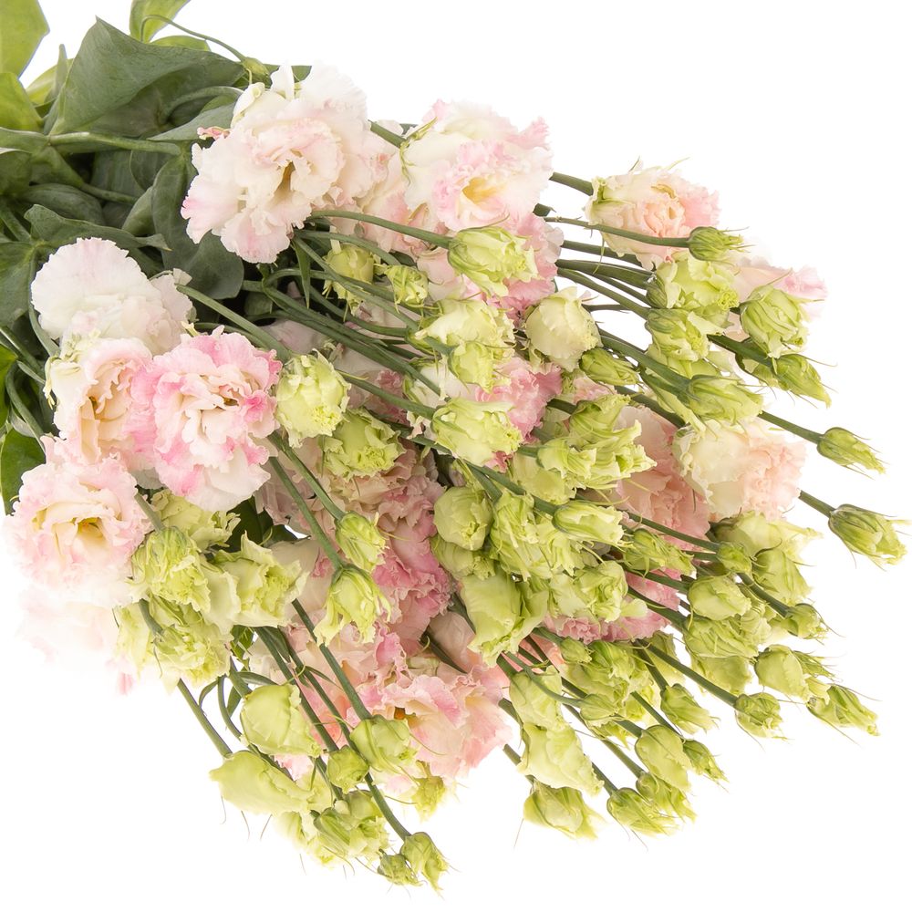 Lisianthus rosa/weiss Flash Alissa 5+Bl.70cm