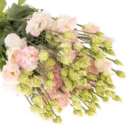 Lisianthus rosa/weiss Flash Alissa 5+Bl.70cm