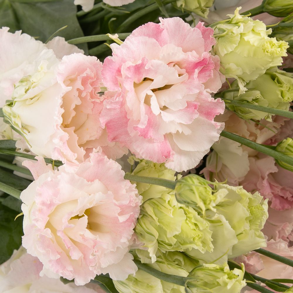 Lisianthus rosa/weiss Flash Alissa 5+Bl.70cm