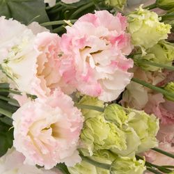 Lisianthus rosa/weiss Flash Alissa 5+Bl.70cm