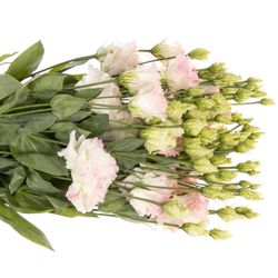 Lisianthus rosa/weiss Flash Alissa 5+Bl.70cm