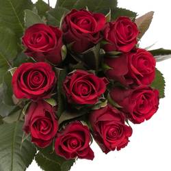 Rose rot Red Ribbon 70cm