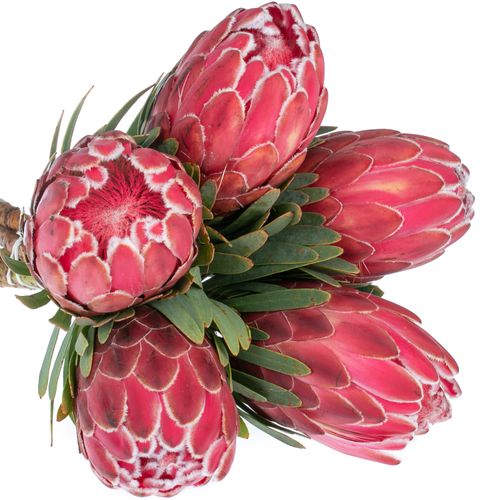 Protea rot Venus 40cm