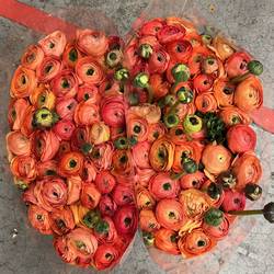 Ranunkel apricot Elegance 40cm