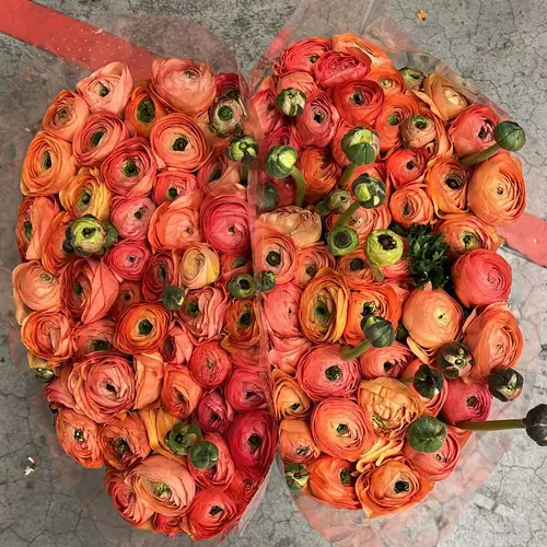 Ranunkel apricot Elegance 40cm