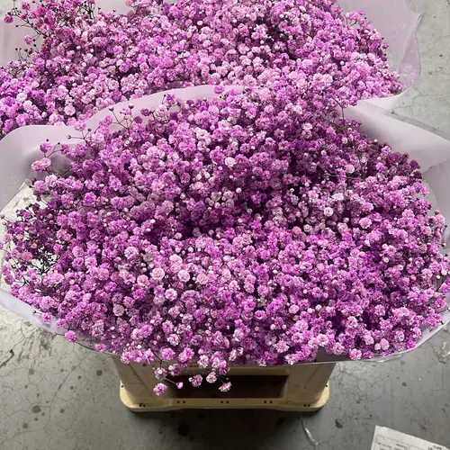 Gyps lila  Ecuador grosse Blüte 80 cm