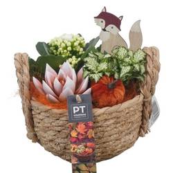 Kal.Arr PTHI5415 Herbst T15 H020