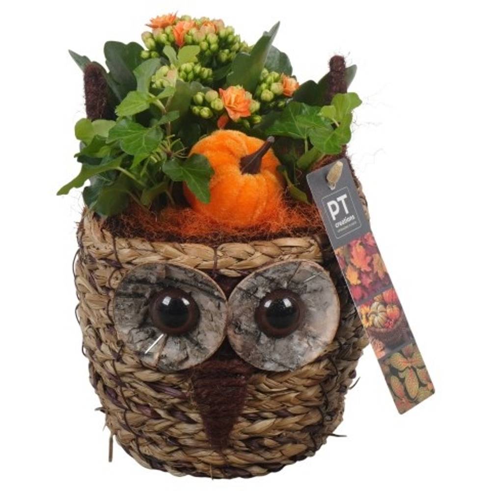 Kal.Arr PTHI5386 Herbst T11 H023
