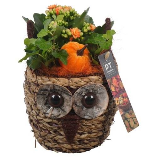 Kal.Arr PTHI5386 Herbst T11 H023