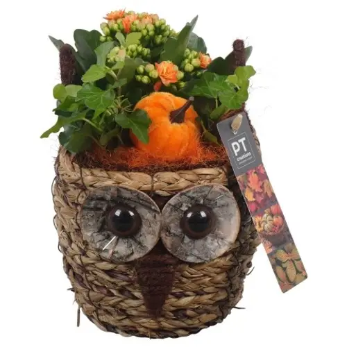 Kal.Arr PTHI5386 Herbst T11 H023