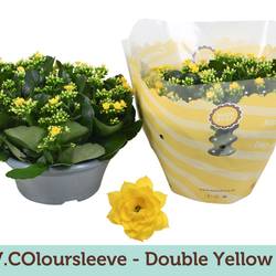 Kalanchoe Schale Gef. gelb T23 H027