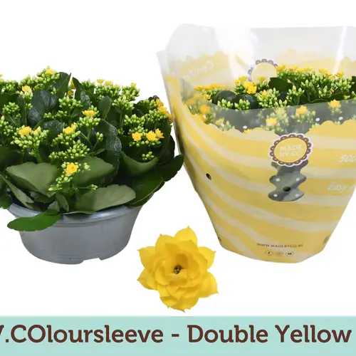 Kalanchoe Schale Gef. gelb T23 H027