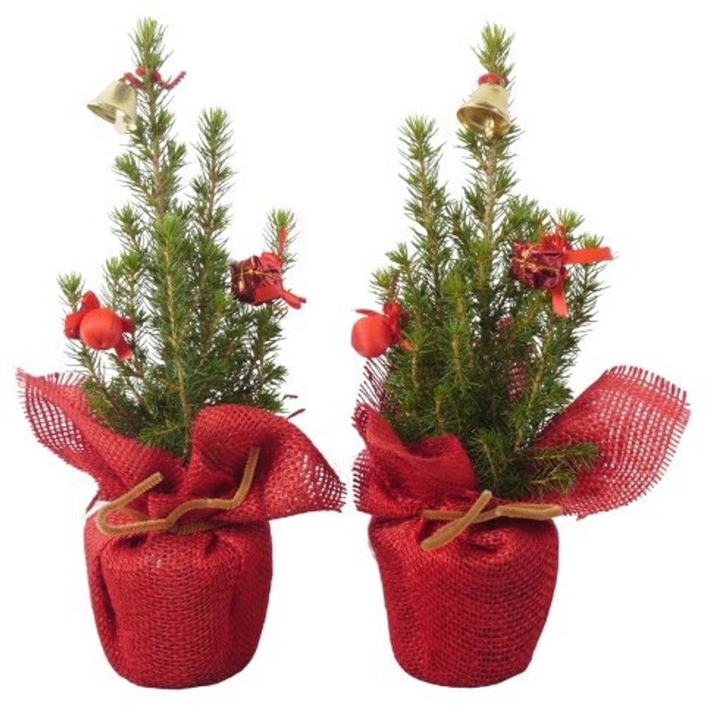 Picea Glauca Conica Jute PTK25331 T09 H030